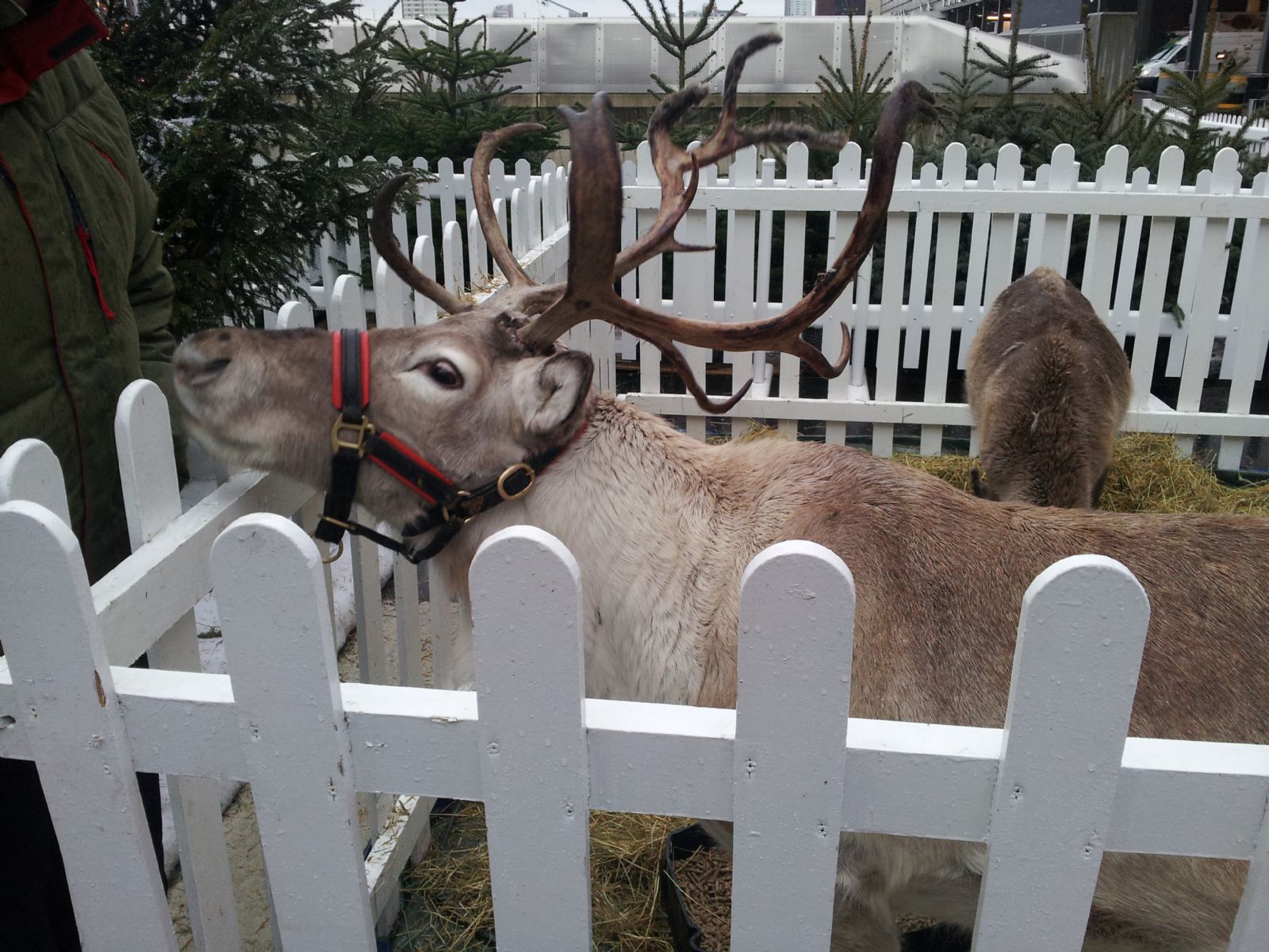 Reindeer's in Westfield